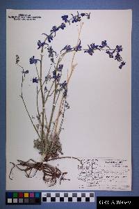 Delphinium scaposum image